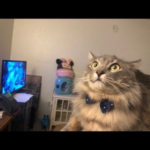 Meet your Posher, Carina